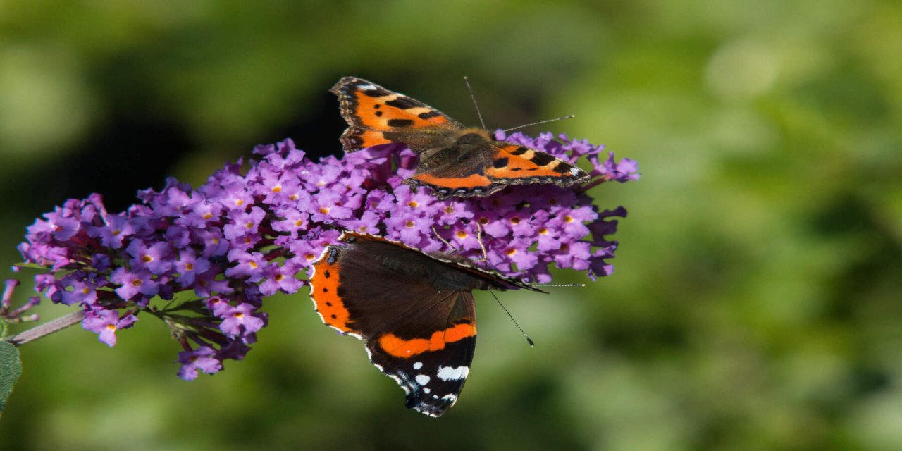 butterfly on flower